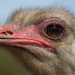 Heads up: Canada’s top court approves killing of hundreds of infected ostriches