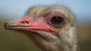 Heads up: Canada’s top court approves killing of hundreds of infected ostriches