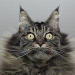 Wait, cats can get AIDS? What to know about how it spreads