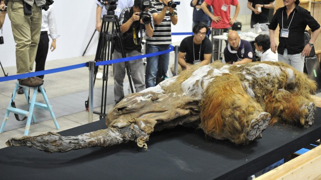 What caused the woolly mammoth to go extinct? RNA may hold the answer