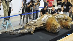 What caused the woolly mammoth to go extinct? RNA may hold the answer