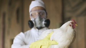 Bird flu strain shown to be fever-resistant amid first human death from H5N5