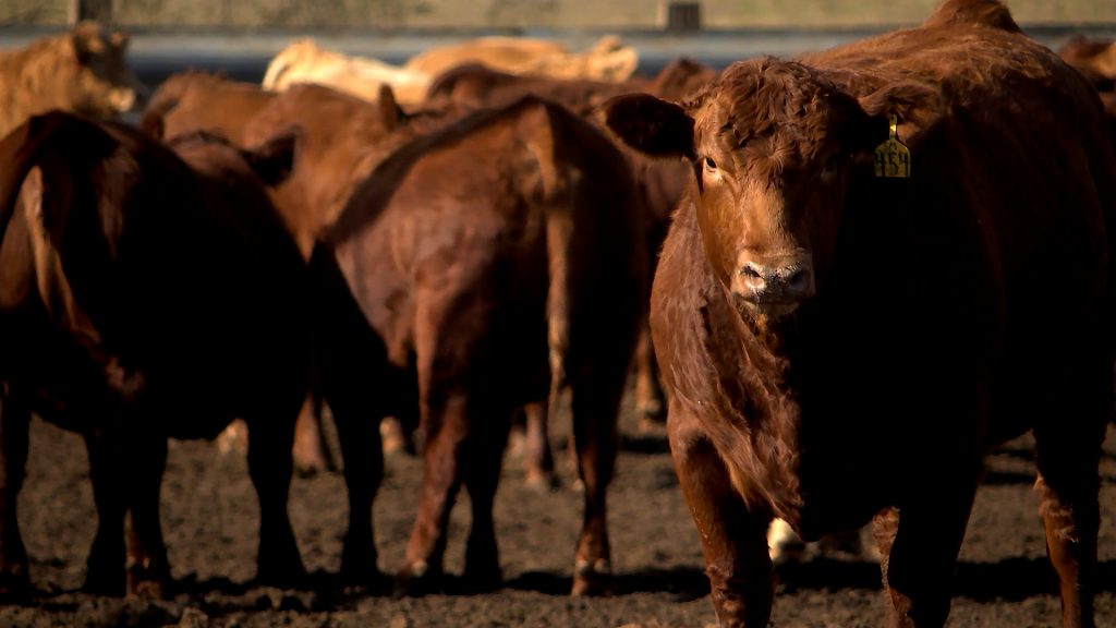 America’s appetite for beef grows while cattle supply hits a 70-year low