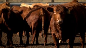 America’s appetite for beef grows while cattle supply hits a 70-year low