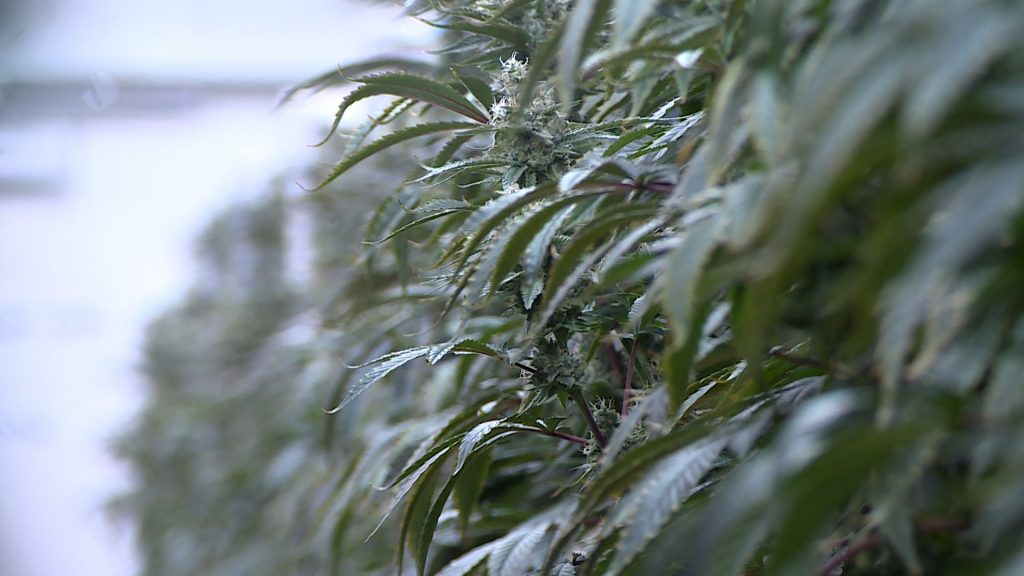 As more patients turn to medical marijuana, doctors and lawmakers remain divided