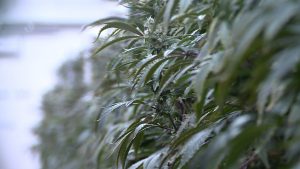 As more patients turn to medical marijuana, doctors and lawmakers remain divided