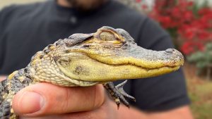 It’s no croc: Alligator awaits new home after rescue from the streets of Boston