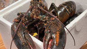 $400k lobster heist leaves authorities fishing for answers 