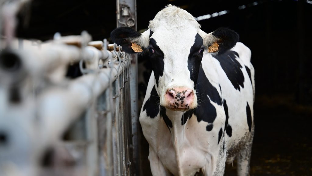 A bird flu outbreak from Texas has now infected Wisconsin cattle