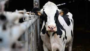 A bird flu outbreak from Texas has now infected Wisconsin cattle