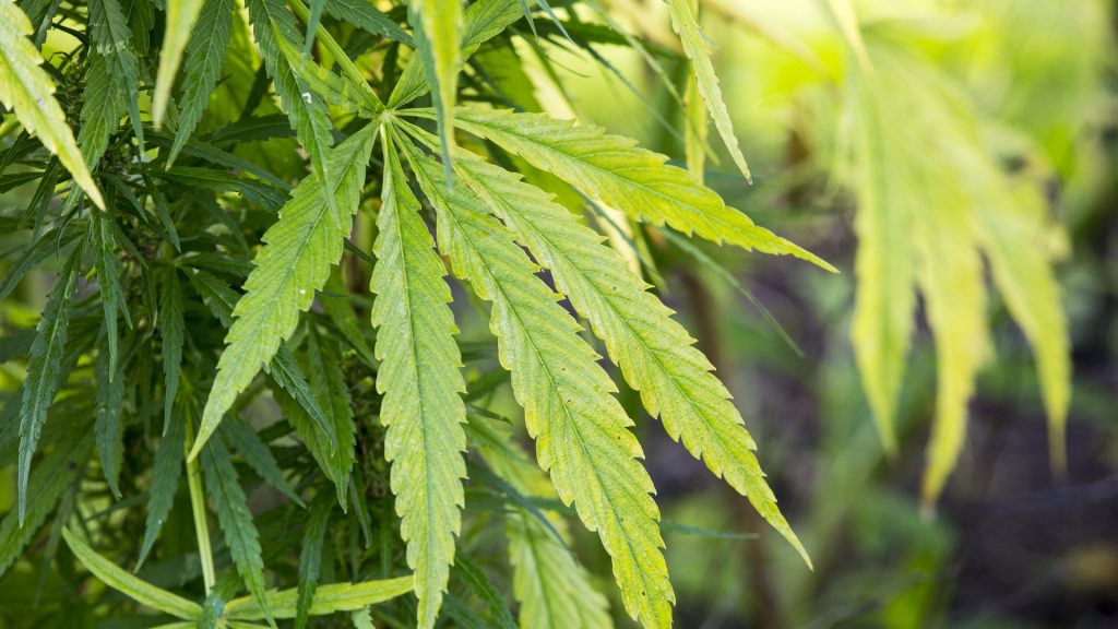 Trump expected to sign executive order reclassifying marijuana