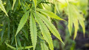 Trump expected to sign executive order reclassifying marijuana