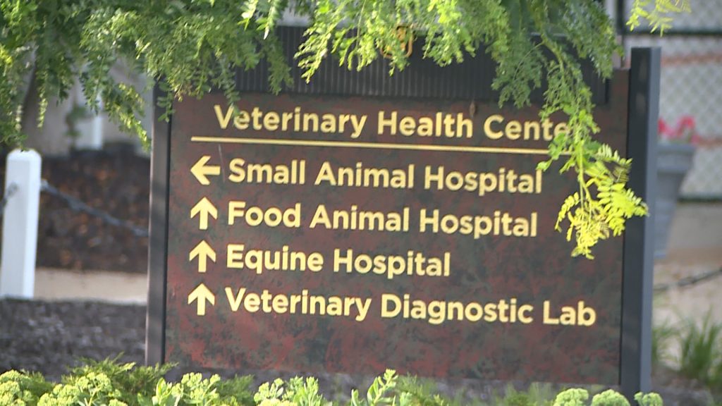 Justice Department calls for affordable vet care
