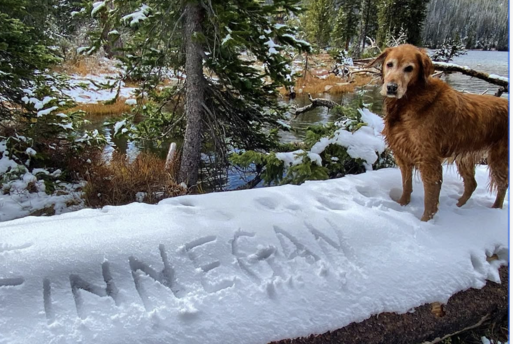 Dogs as dependents? One woman’s suing the IRS to make it happen