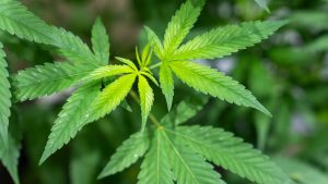 Trump weighs order to reclassify marijuana as a Schedule III drug