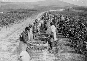 How wine and champagne helped to defeat the Nazis