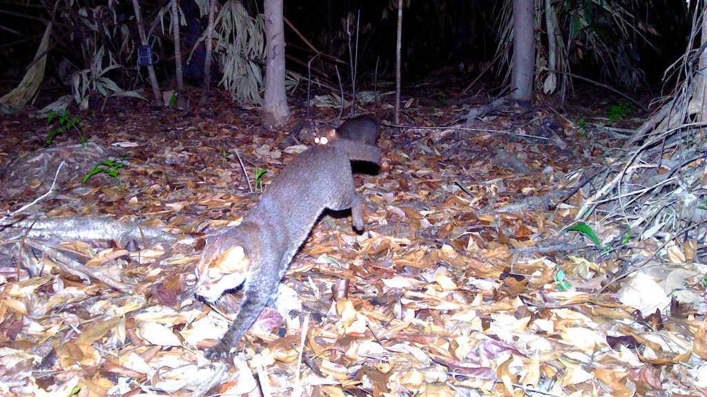 Flat-headed cat once seen as ‘possibly extinct’ seen for first time in years