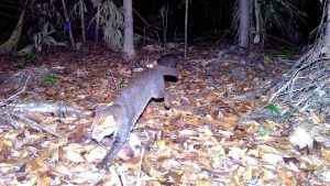 Flat-headed cat once seen as ‘possibly extinct’ seen for first time in years