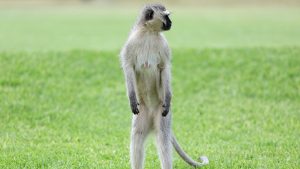 Monkeys on the loose in St. Louis as officials search for owner