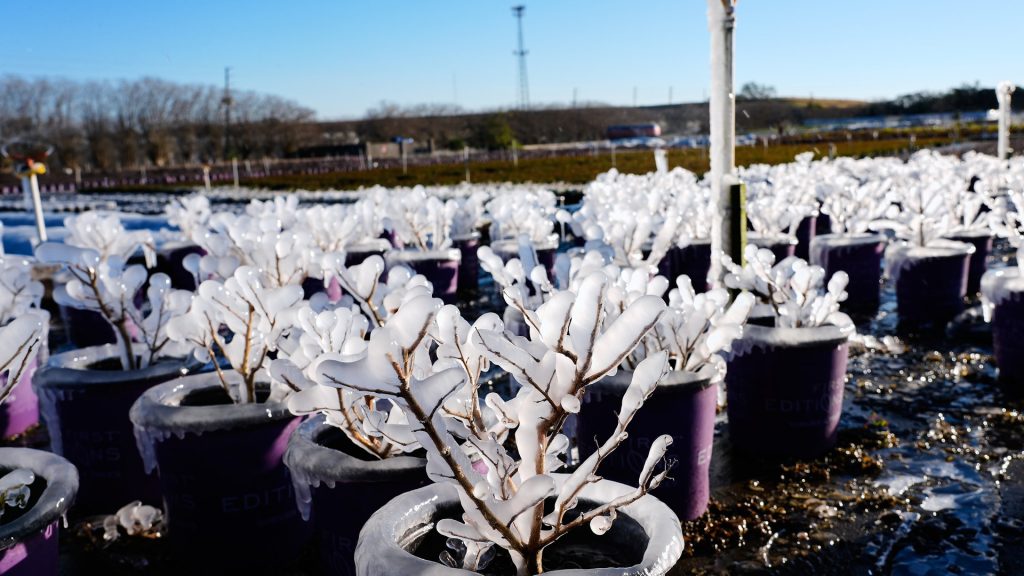 Florida produce feeds the nation, but the winter freeze puts groceries at risk