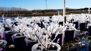 Florida produce feeds the nation, but the winter freeze puts groceries at risk