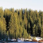 Bark beetles are hungry for Colorado’s trees — but do they make wildfires worse?