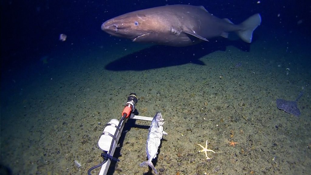 Rare sighting: Shark caught on camera in some of world’s coldest waters