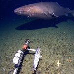 Rare sighting: Shark caught on camera in some of world’s coldest waters