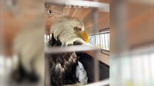 NYPD rescues injured bald eagle trapped on Hudson River ice