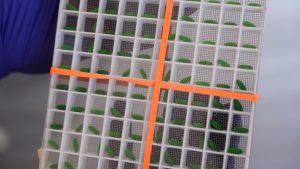 Why Texas scientists are breeding flesh-eating maggots