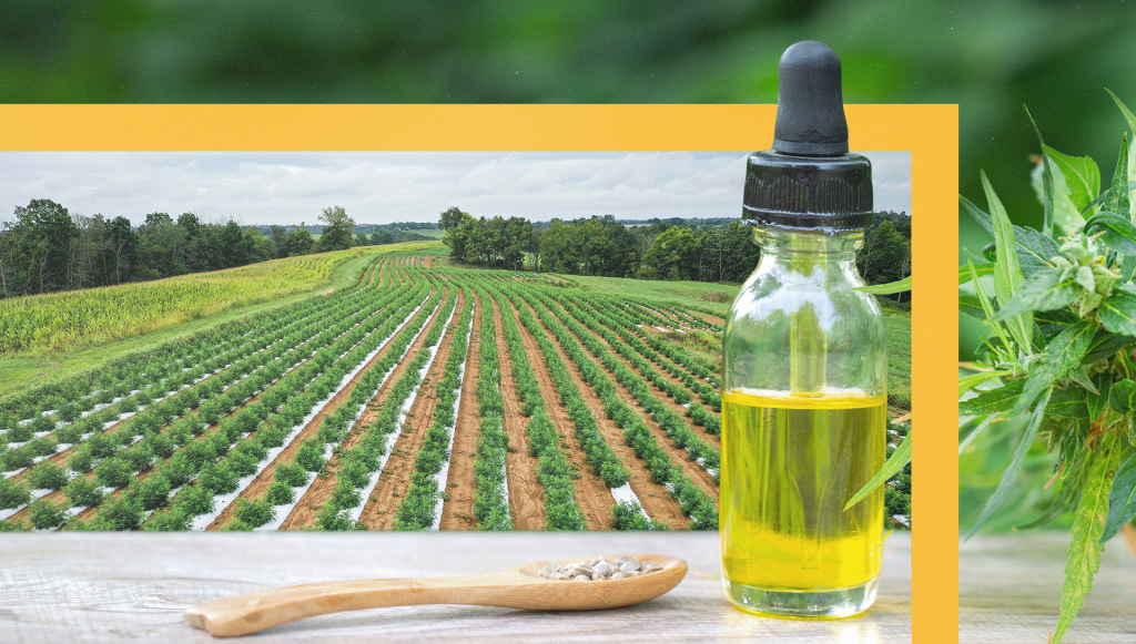 Small farmers face a new era of hemp prohibition