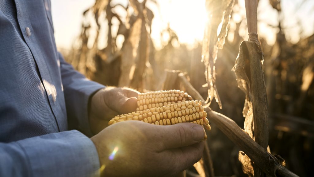 How the Iran war put America’s food supply at risk