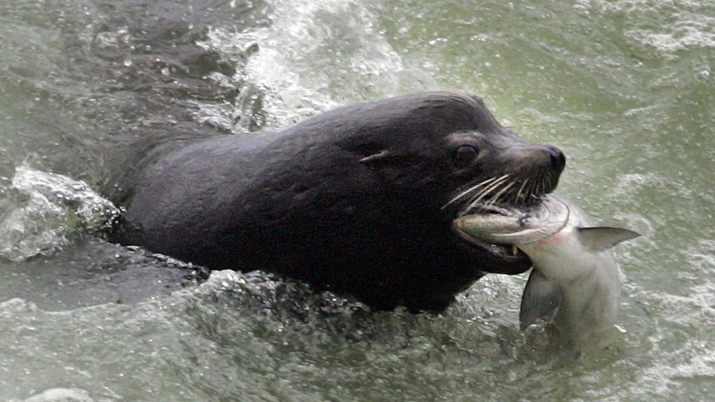 The federal government is paying $38,000 to cull one sea lion