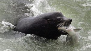 The federal government is paying $38,000 to cull one sea lion