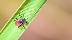 An early wake‑up call as ticks come out biting ahead of schedule