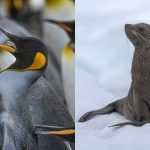 These adorable animals were just added to the endangered species list