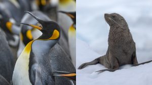 These adorable animals were just added to the endangered species list