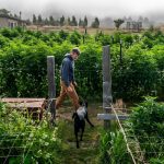 What Trump’s marijuana reclassification means — and what it doesn’t