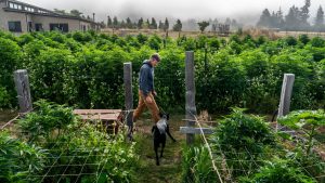 What Trump’s marijuana reclassification means — and what it doesn’t