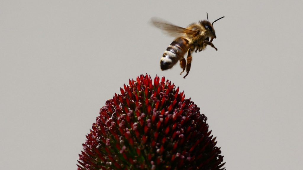 New study suggests bees can ‘count,’ but researchers aren’t entirely sure why