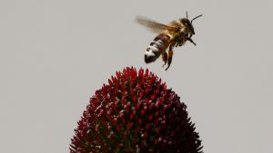 New study suggests bees can ‘count,’ but researchers aren’t entirely sure why