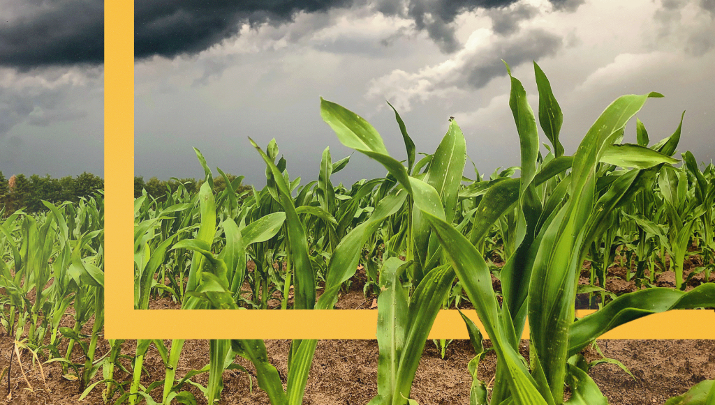How high corn production hides the financial strain of US farms