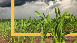 How high corn production hides the financial strain of US farms