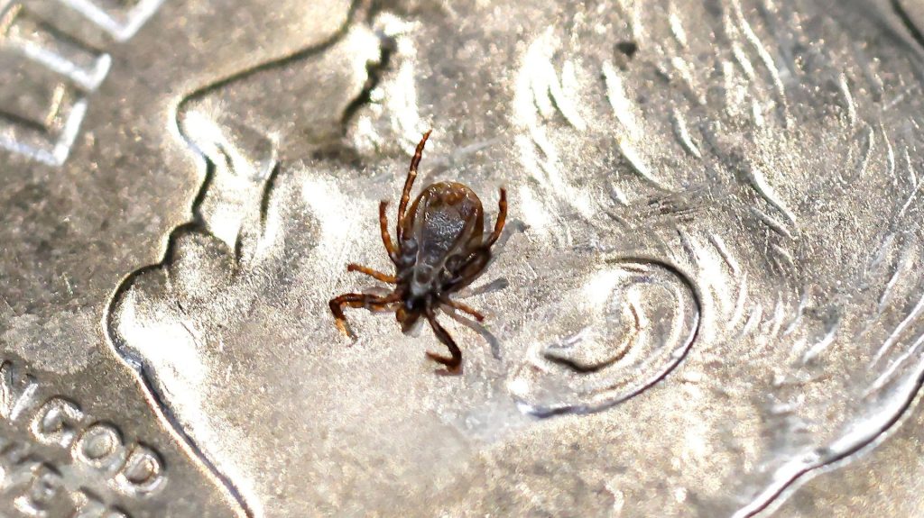 Red meat allergy rises with ticks as HHS targets Lyme disease, alpha-gal syndrome