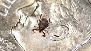 Red meat allergy rises with ticks as HHS targets Lyme disease, alpha-gal syndrome