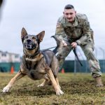 The Pentagon wants to improve medical care for wounded military dogs