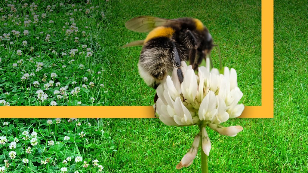 ‘No Mow May’: A boon for the bees or a well-intended mistake?