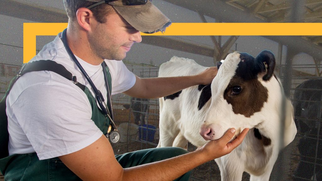 How states and schools are racing to solve the small-town vet shortage