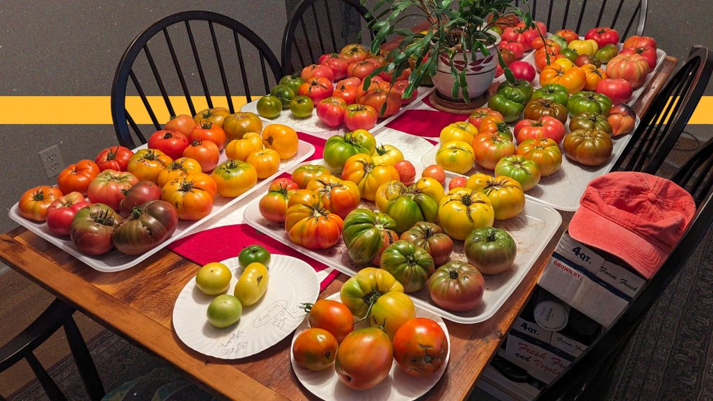 Rotten tomato prices put a squeeze on summer meals