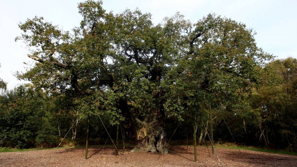 Robin Hood’s tree is the latest iconic site to fall victim to tourists